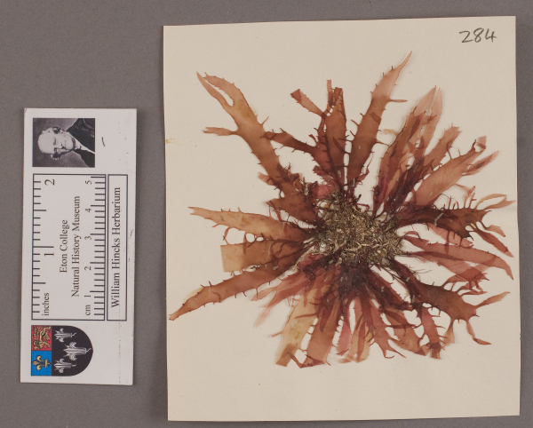 NHM_HH_1.284-2010 image NHM_HH_1.284-2010