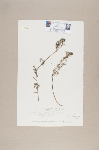 NHM_HH_7.75-2010 image NHM_HH_7.75-2010