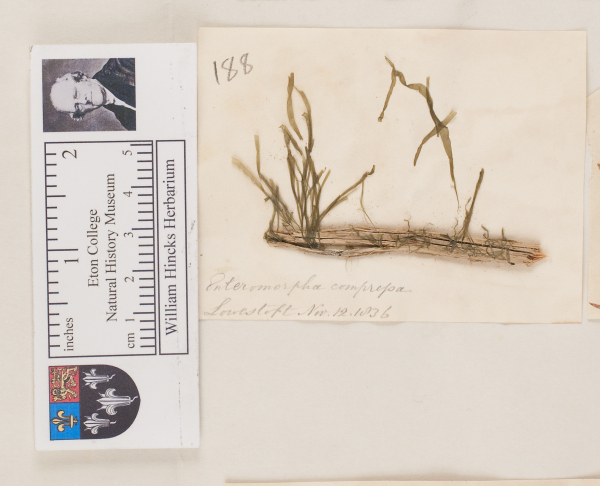 NHM_HH_1.188-2010 image NHM_HH_1.188-2010