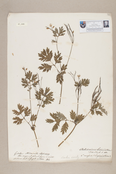 NHM_HH_7.106-2010 image NHM_HH_7.106-2010