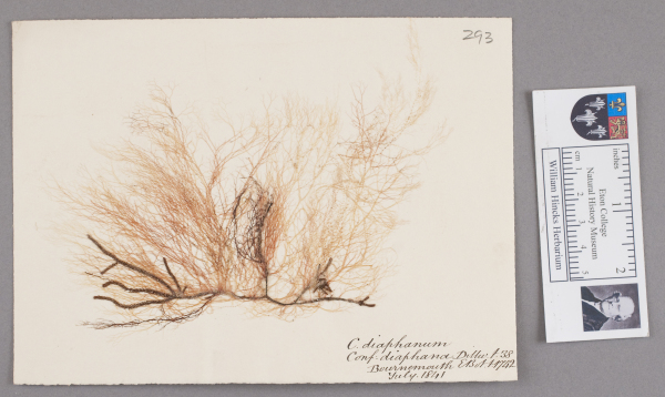NHM_HH_1.293-2010 image NHM_HH_1.293-2010