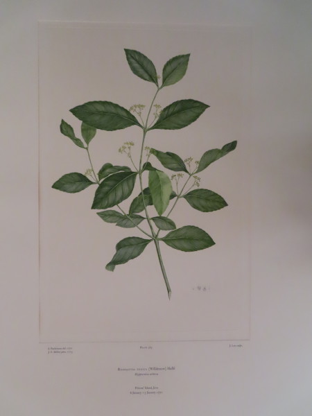 image FDA-E.2916_17_6-2016-A