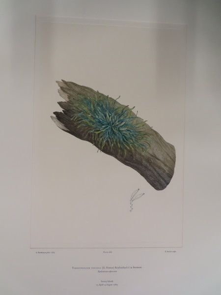 image FDA-E.2916_31_21-2016-A