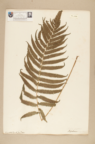 NHM_HH_41.146-2010 image NHM_HH_41.146-2010