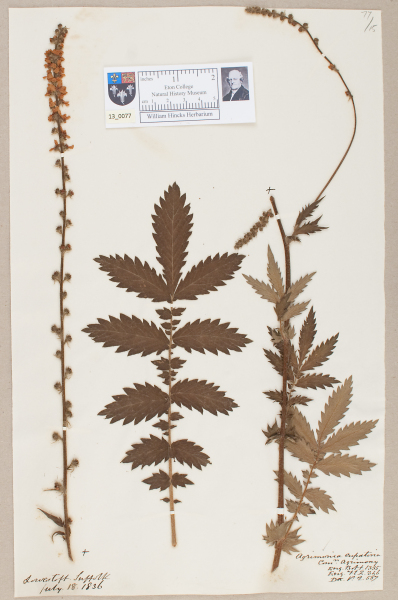 NHM_HH_13.77-2010 image NHM_HH_13.77-2010