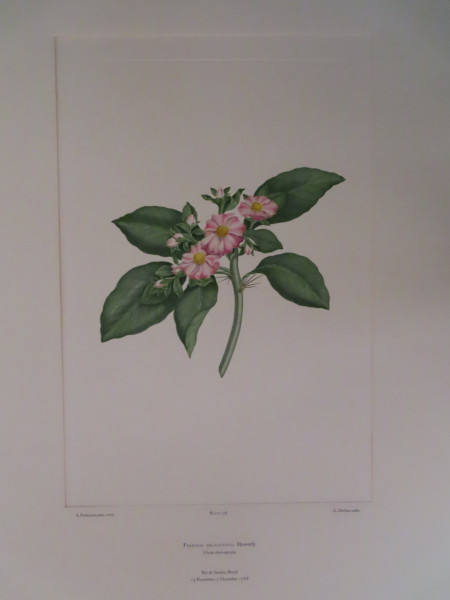 FDA-E.2916_16_4-2016-A image FDA-E.2916_16_4-2016-A