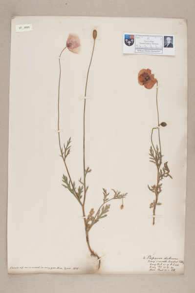 image NHM_HH_7.93-2010