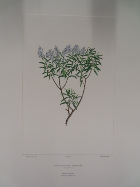 image FDA-E.2916_25_9-2016-A