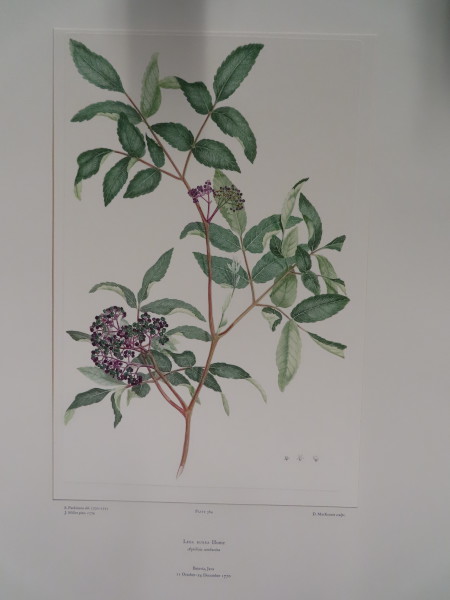 FDA-E.2916_17_7-2016 image FDA-E.2916_17_7-2016