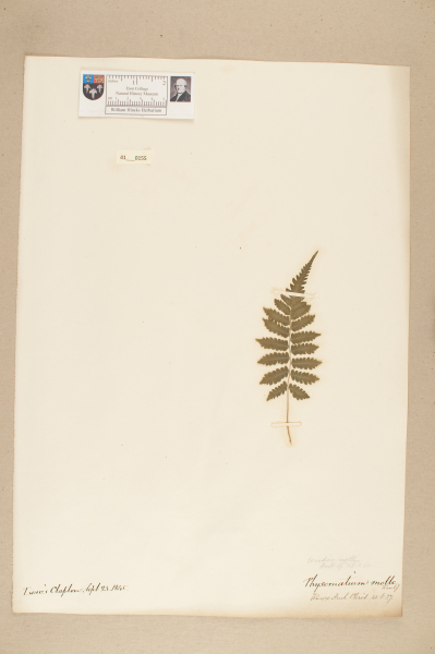 image NHM_HH_41.155-2010