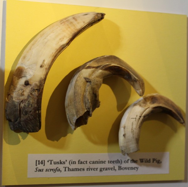 image NHM.284-2016