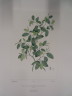 image FDA-E.2916_26_13-2016