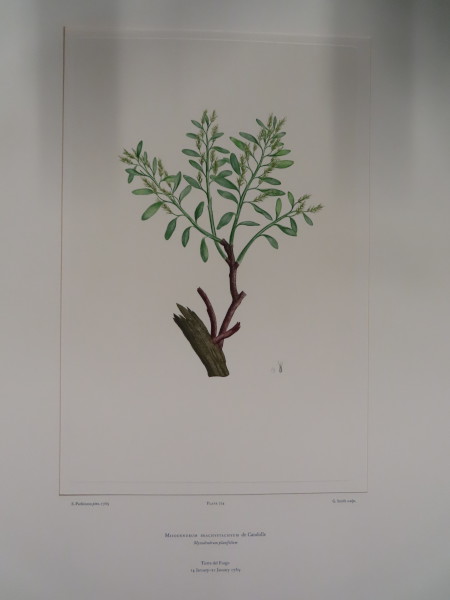 image FDA-E.2916_34_11-2016