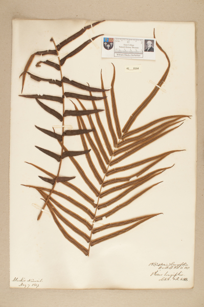 NHM_HH_41.164-2010 image NHM_HH_41.164-2010