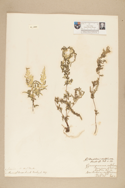 image NHM_HH_41.99-2010