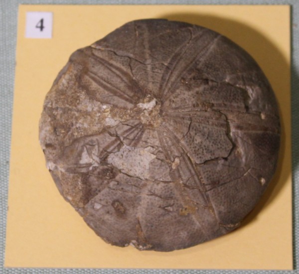 NHM.465-2017 image NHM.465-2017