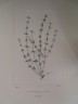 image FDA-E.2916_7_24-2016