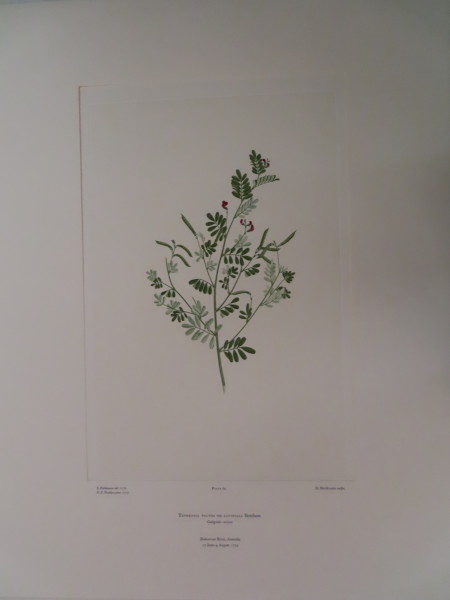 FDA-E.2916_3_22-2016-A image FDA-E.2916_3_22-2016-A