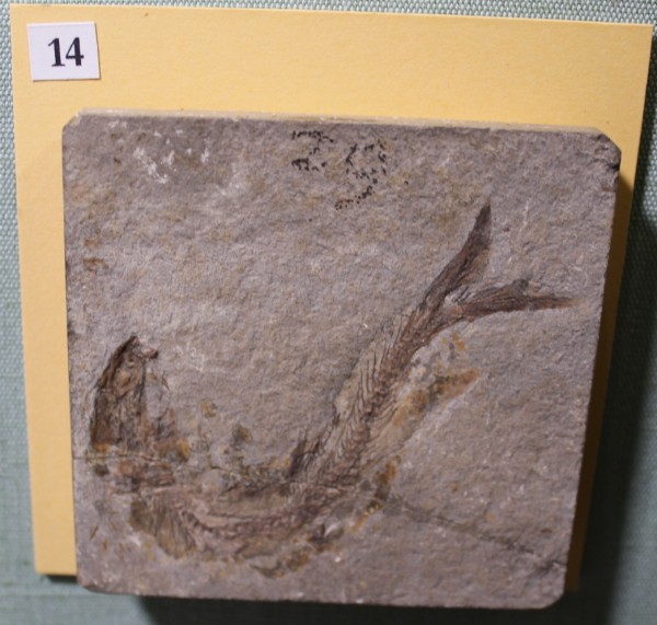 image NHM.475-2017