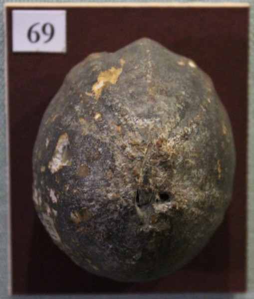 NHM.530-2017 image NHM.530-2017