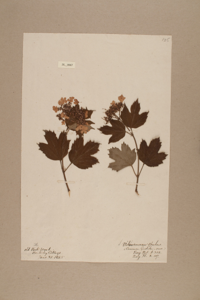NHM_HH_26.67-2010 image NHM_HH_26.67-2010