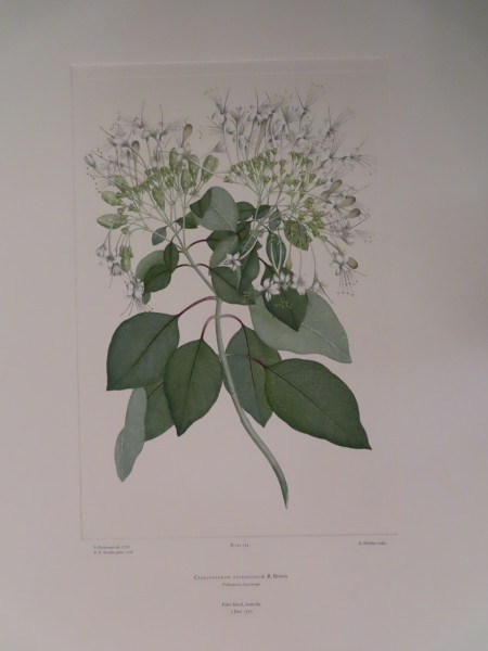 image FDA-E.2916_12_10-2016-A
