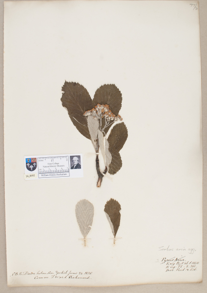 NHM_HH_14.32-2010 image NHM_HH_14.32-2010