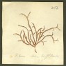 image NHM-HH_1.212_2010
