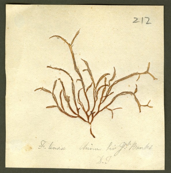 image NHM-HH_1.212_2010
