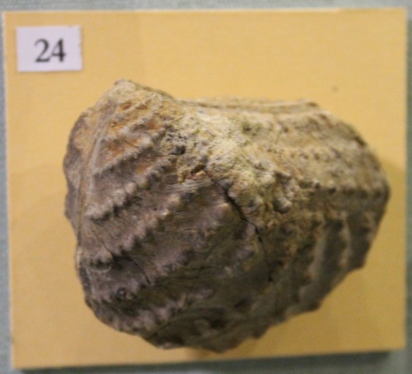 image NHM.485-2017