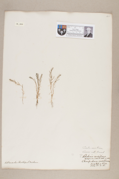 image NHM_HH_8.39-2010