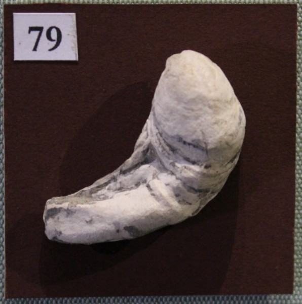 NHM.540-2017 image NHM.540-2017