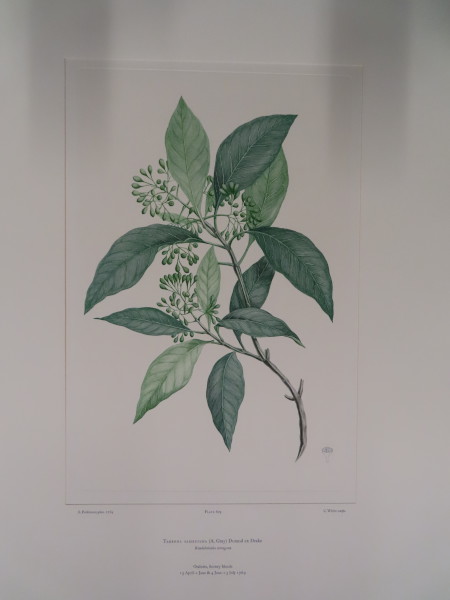 image FDA-E.2916_29_6-2016-A