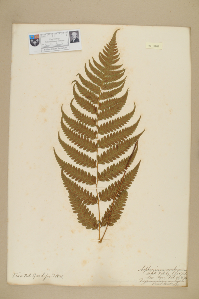 NHM_HH_42.68-2010 image NHM_HH_42.68-2010
