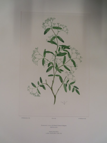 image FDA-E.2916_30_24-2016