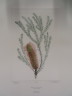 image FDA-E.2916_35_6-2016-A
