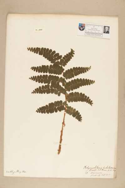 NHM_HH_41.44-2010 image NHM_HH_41.44-2010