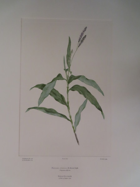 image FDA-E.2916_12_20-2016