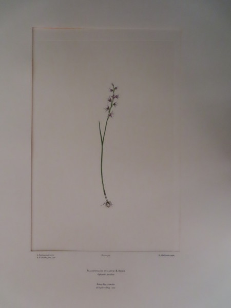 image FDA-E.2916_15_5-2016
