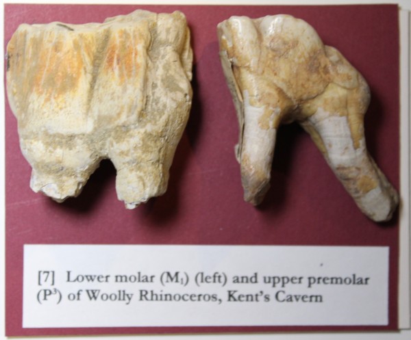 image NHM.178-2016