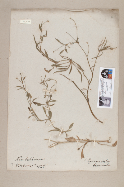 image NHM_HH_7.58-2010