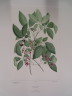 image FDA-E.2916_25_13-2016