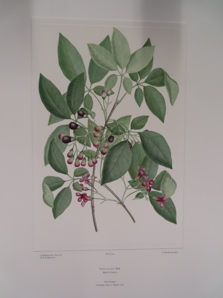 image FDA-E.2916_25_13-2016