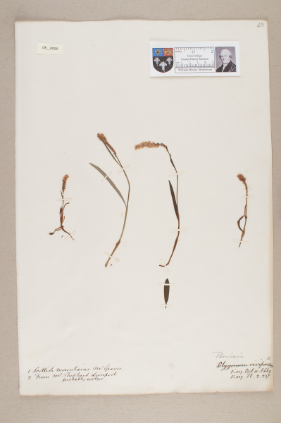 image NHM_HH_8.58-2010