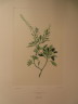 image FDA-E.2916_28_4-2016-A
