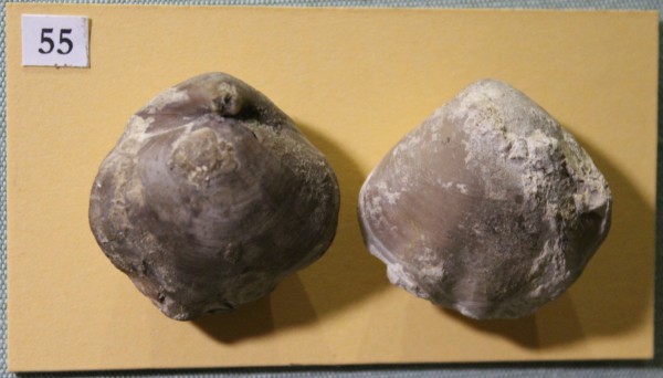 image NHM.516-2017