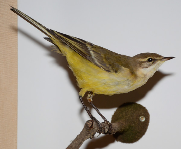 image NHM_GT_1_2016