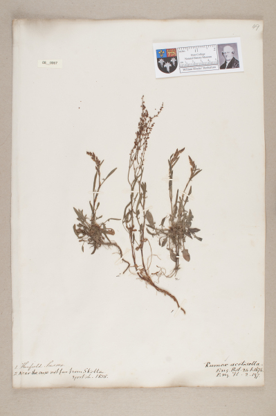 image NHM_HH_8.67-2010