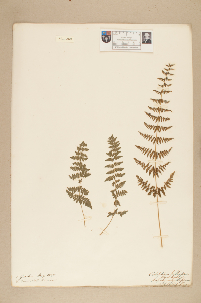 NHM_HH_41.129-2010 image NHM_HH_41.129-2010