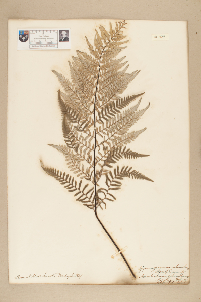 NHM_HH_41.63-2010 image NHM_HH_41.63-2010